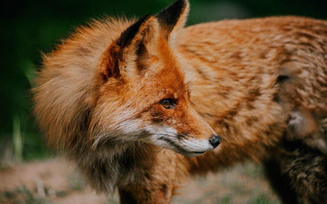 Les soins énergétiques pour les animaux : comprendre et appliquer